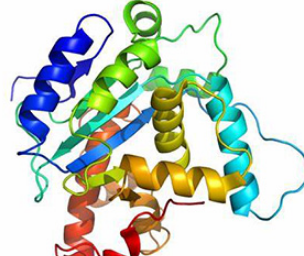 荧光标记蛋白PE labelled protein A，PE标记蛋白A