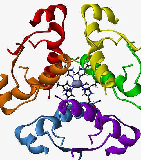 蛋白试剂Insulin Protein /APC，荧光素APC标记猪胰岛素蛋白