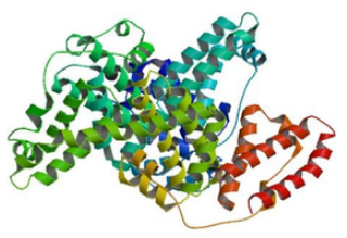 Cyanine3-ProteinA，Protein A/Cy3，花青素CY3标记蛋白A