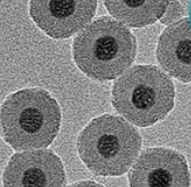 稀土上转换荧光纳米颗粒直径30-60nm