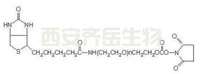 生物素 PEG 琥珀酰亚胺碳酸酯  