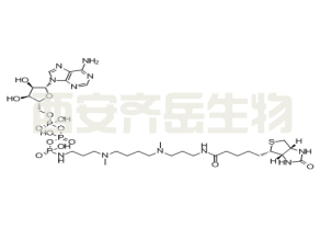 ATP多胺生物素	  
