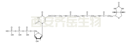 Biotin-dUTP