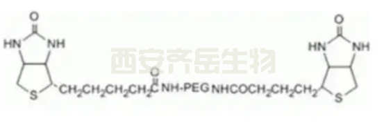 生物素PEG生物素    Biotin-PEG-Biotin