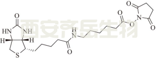 Biotin-X SE（生物素-X 琥珀酰亚胺酯）