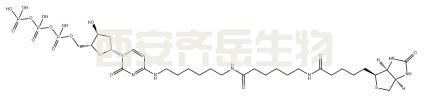 CAS号106519-39-5    BIOTIN-14-DCTP
